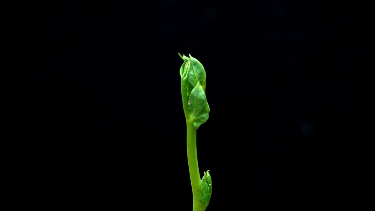 植物发芽生长延时视频素材