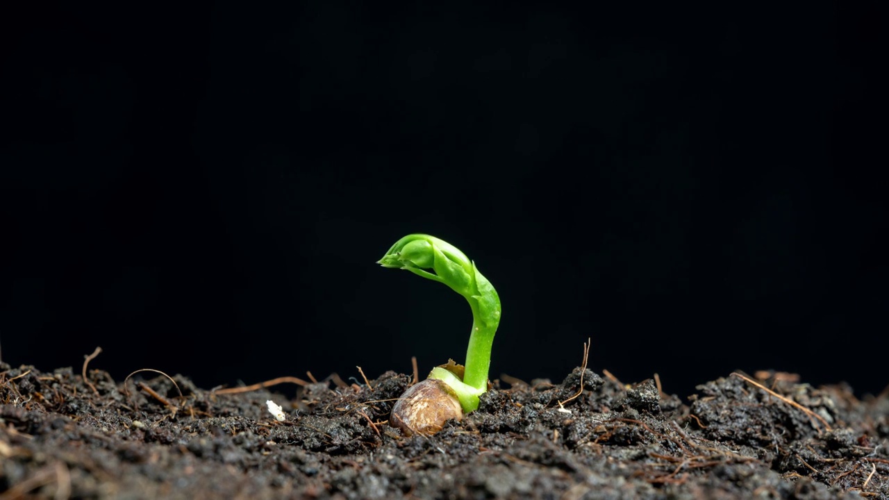 植物发芽生长延时视频素材