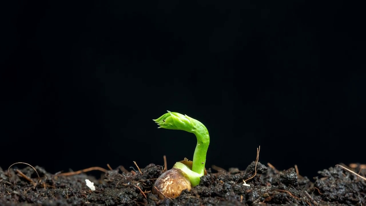 植物发芽生长延时视频素材