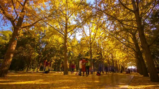 北京地坛公园银杏大道视频素材