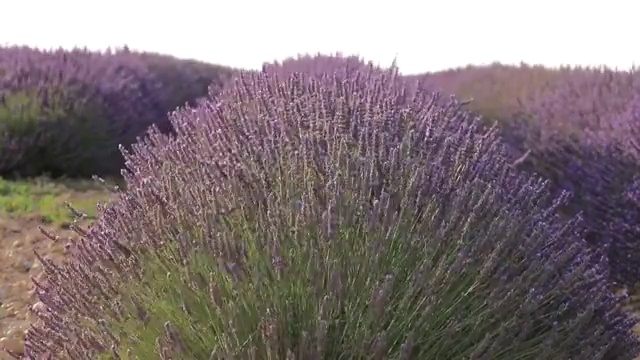 一道道的草坪把一行行薰衣草隔开，一眼望不到头视频素材