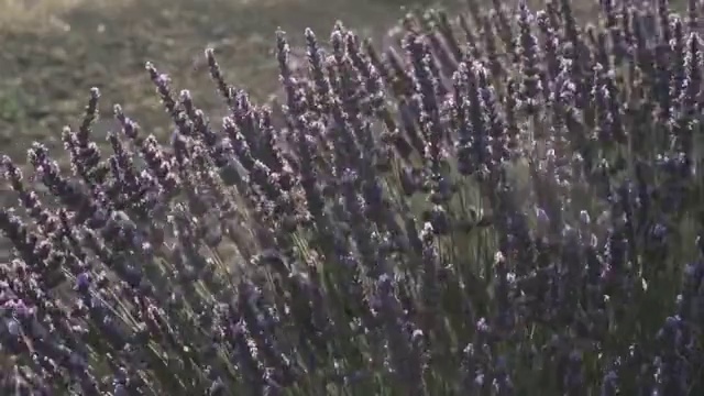 一片薰衣草花田视频素材