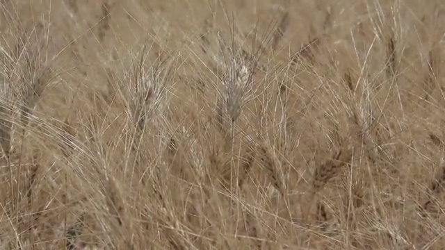 麦田视频素材