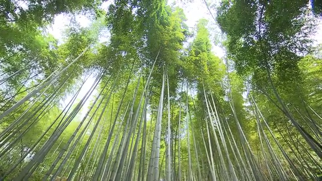 竹林视频下载