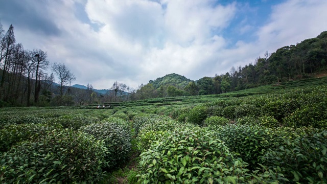 杭州茶园时光流逝视频素材