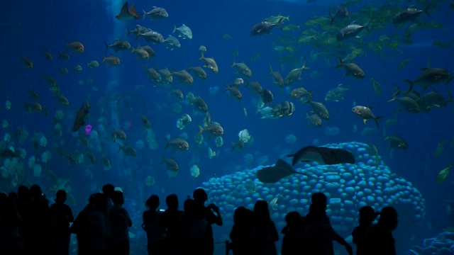 海洋水族馆视频下载