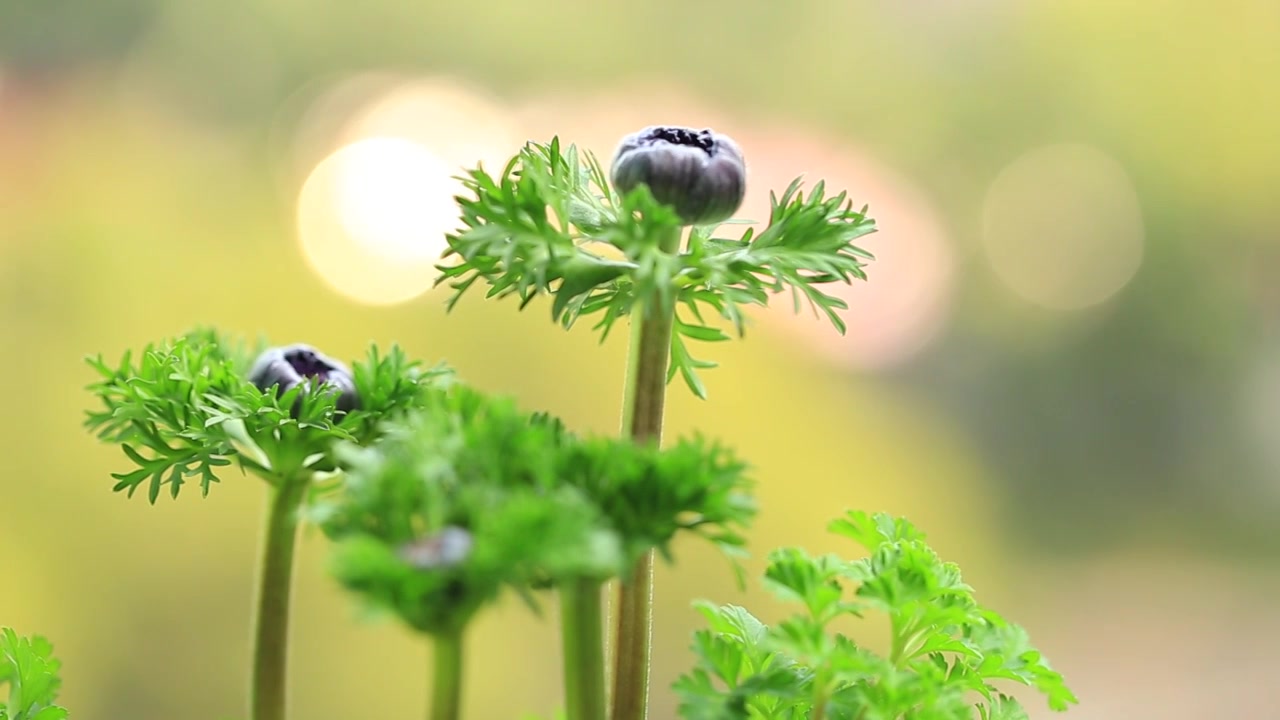 即将开放的紫色银莲花苞视频素材