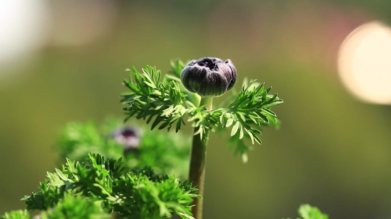 即将开放的紫色银莲花苞视频素材