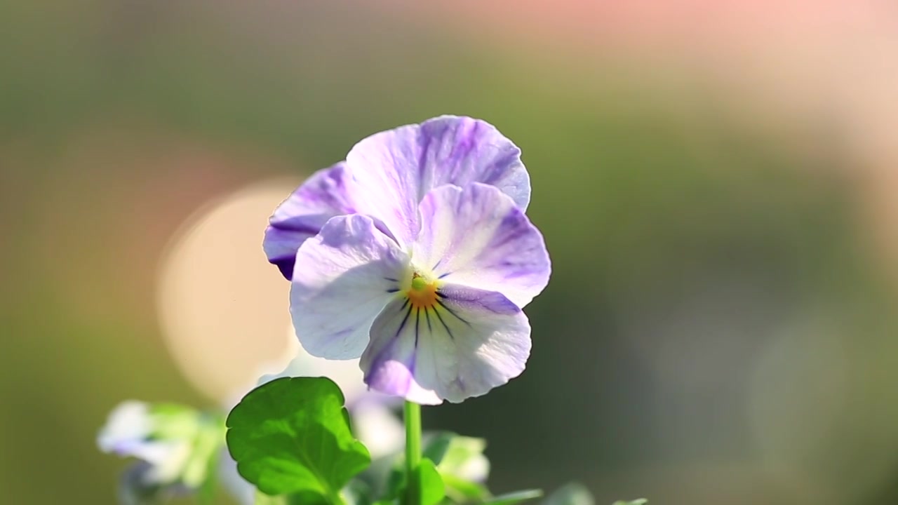 春天阳光下盛开的角堇花视频素材