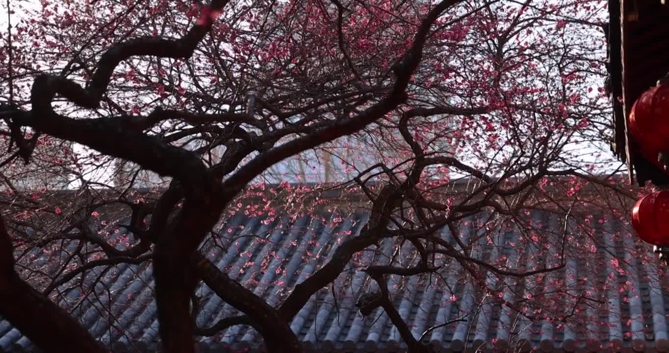 【原创8镜】春天古寺古风红梅黄墙光影意境禅意视频素材