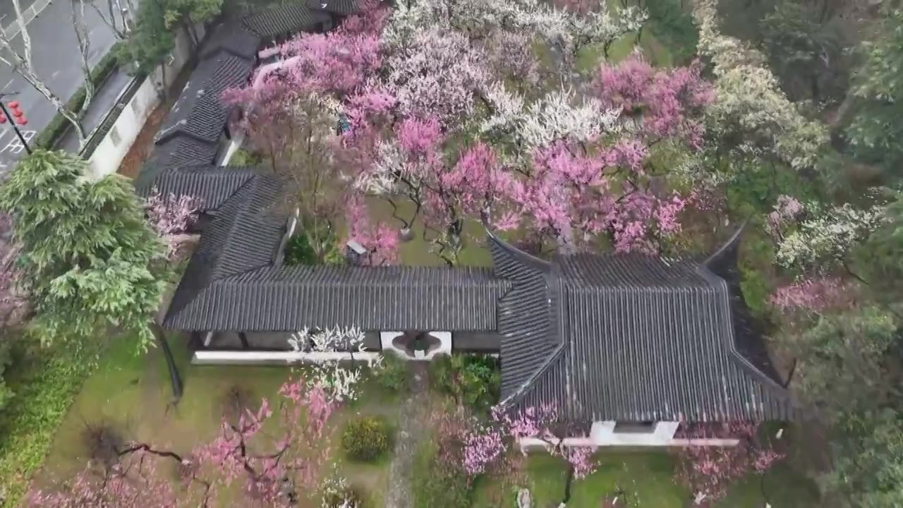 南京雨花台梅岗梅花视频素材