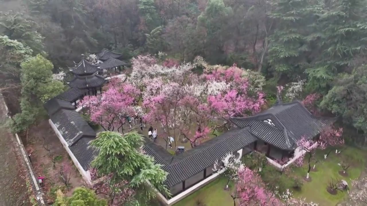 南京雨花台梅岗梅花视频素材