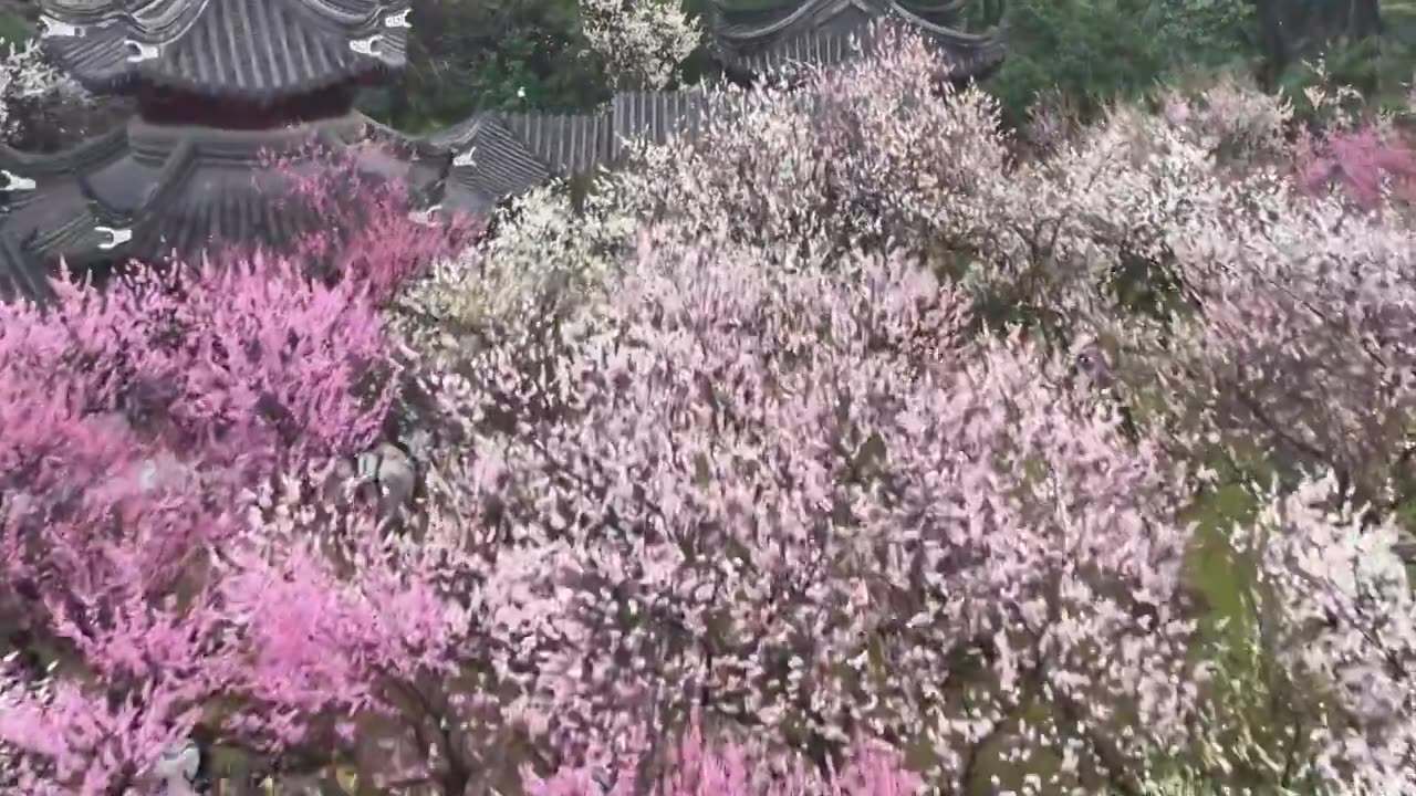 南京雨花台梅岗梅花视频素材