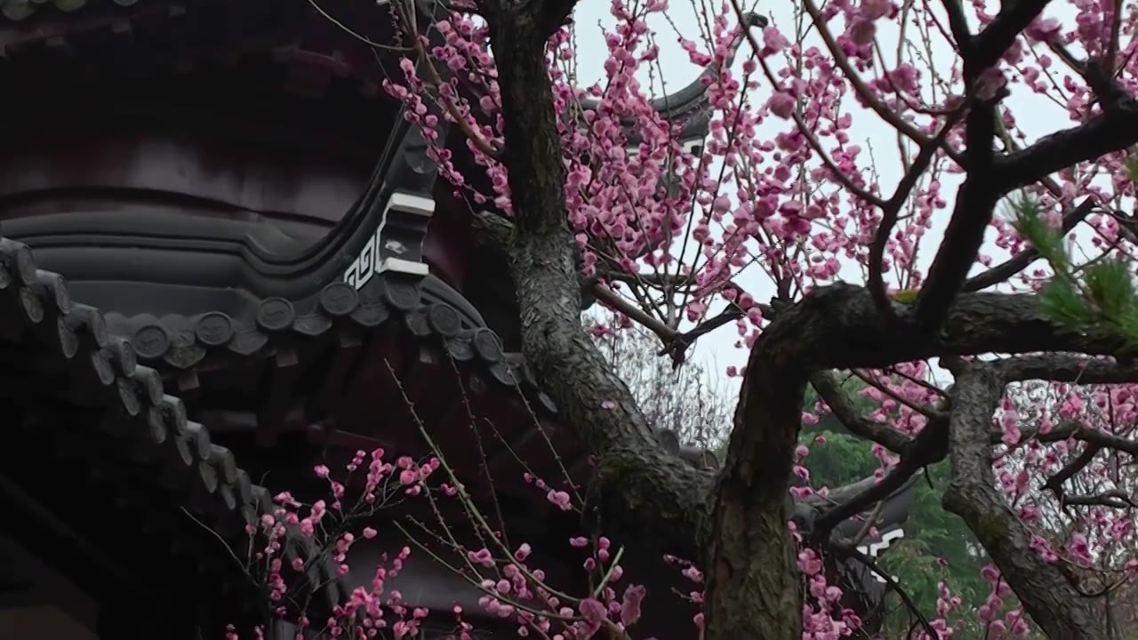 南京雨花台梅岗梅花视频素材