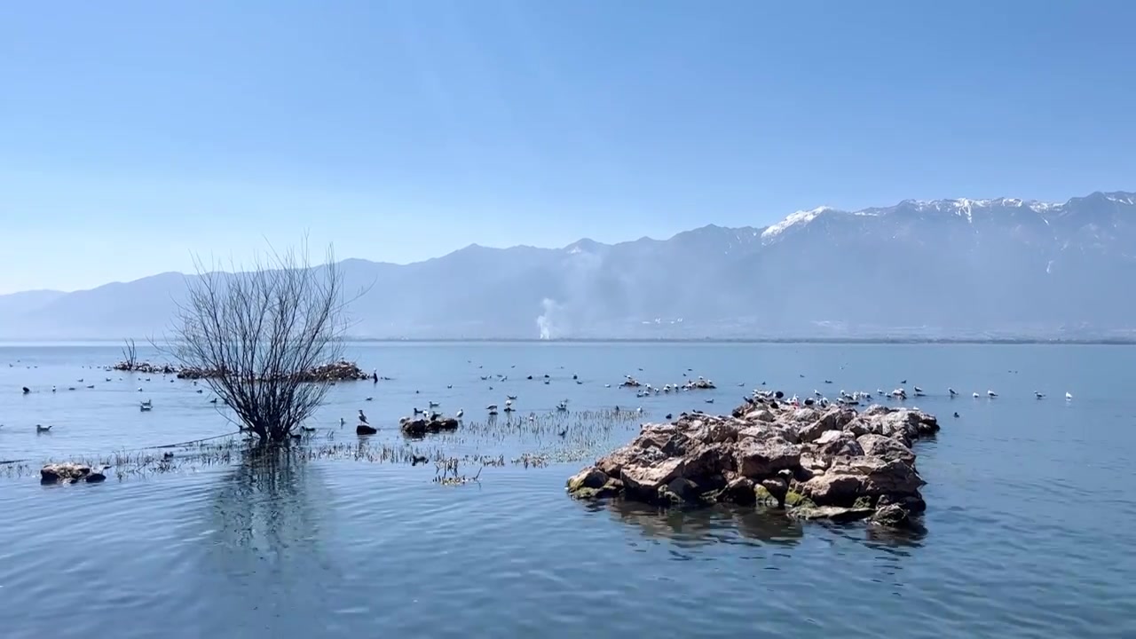 云南大理苍山洱海下的海鸥视频素材