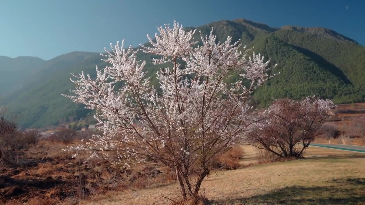 春天阳光下盛开的桃花视频素材