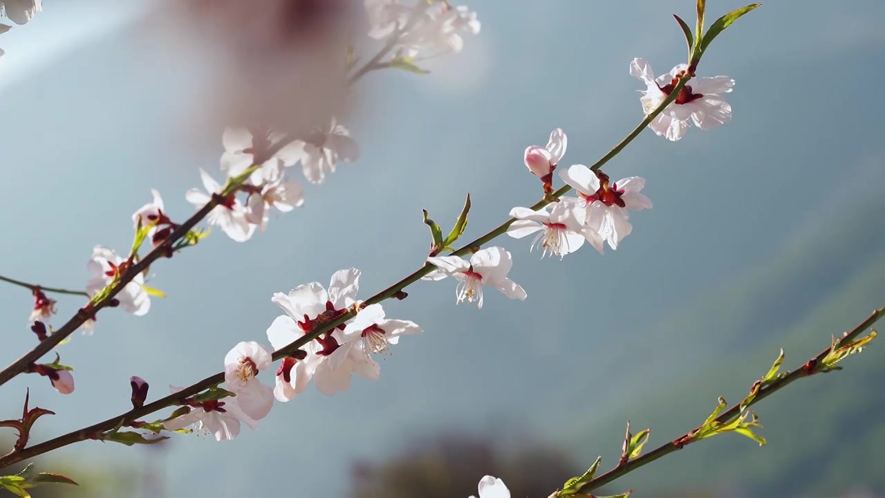 春天阳光下盛开的桃花视频素材