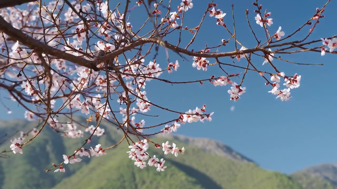 春天阳光下盛开的桃花视频素材