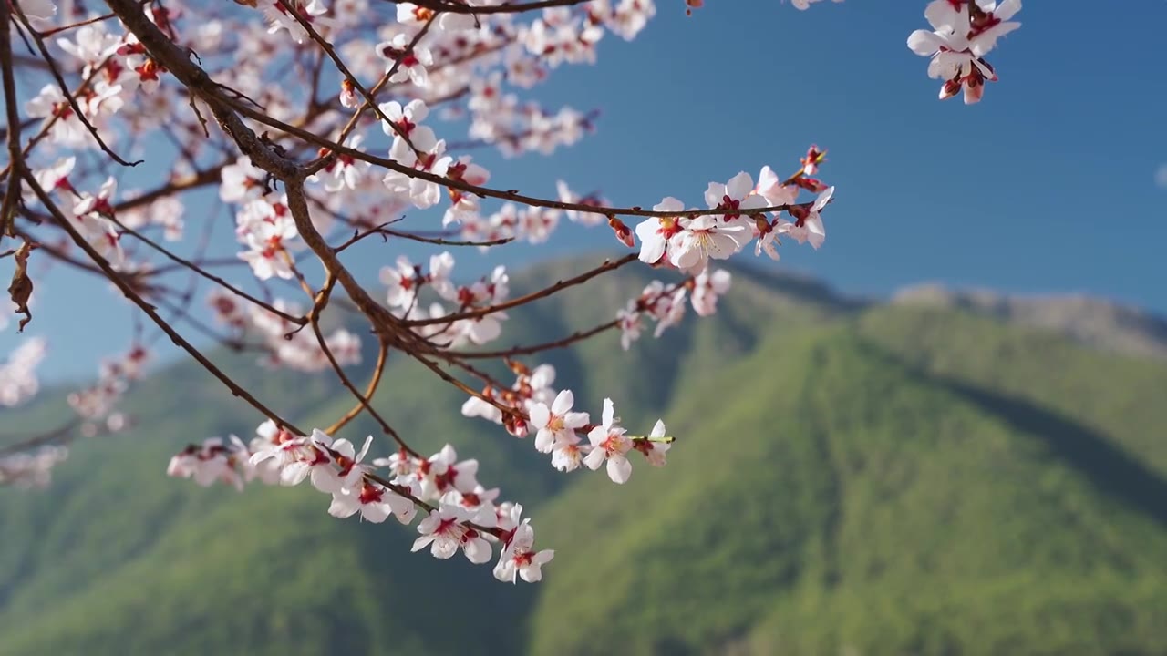 春天阳光下盛开的桃花视频素材