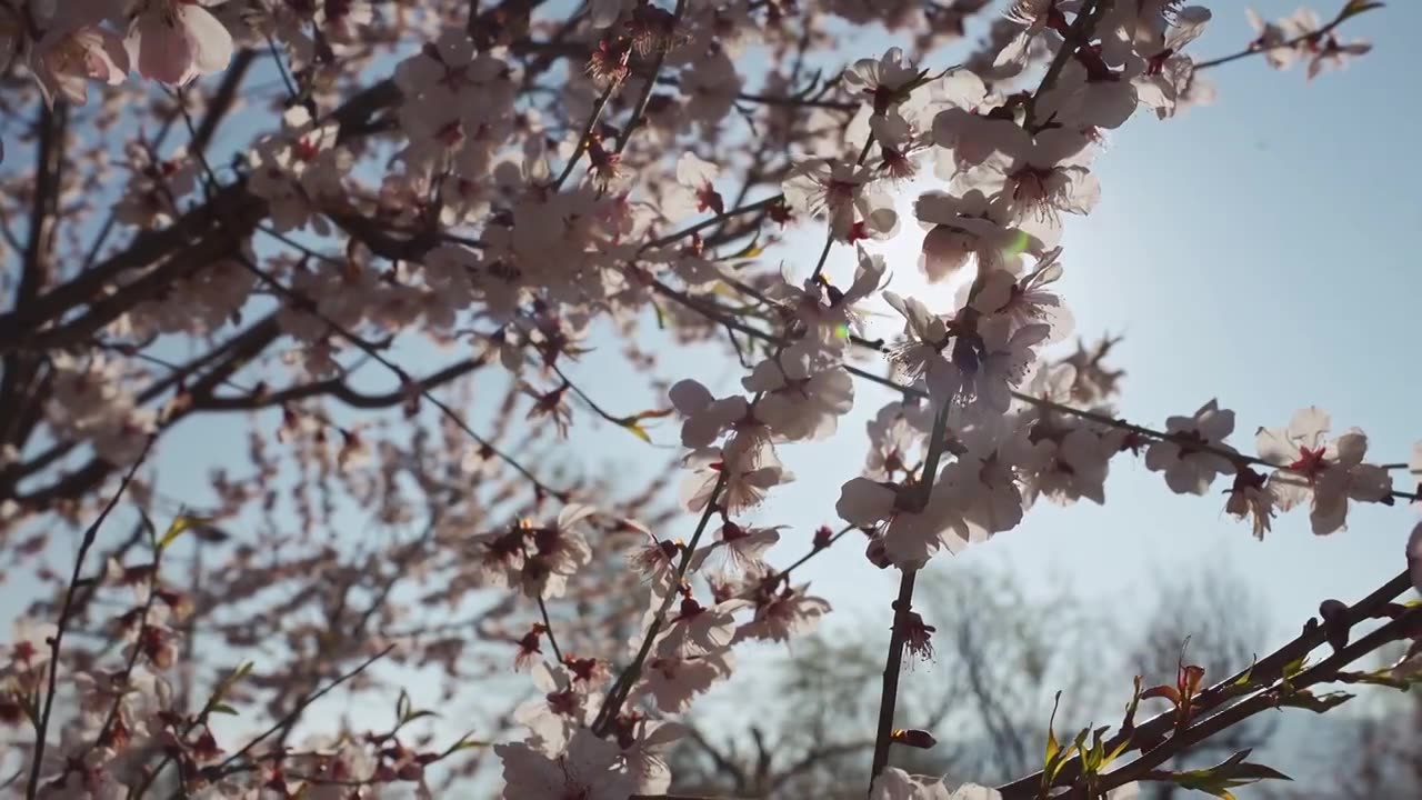 春天阳光下盛开的桃花视频素材