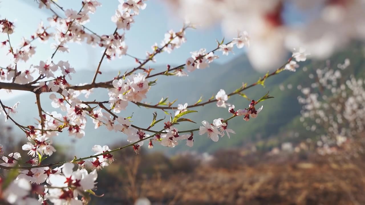 春天阳光下盛开的桃花视频素材