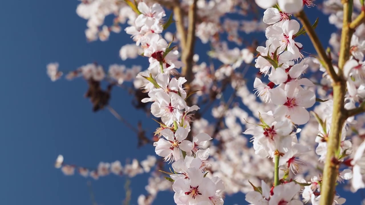 春天阳光下盛开的桃花视频素材