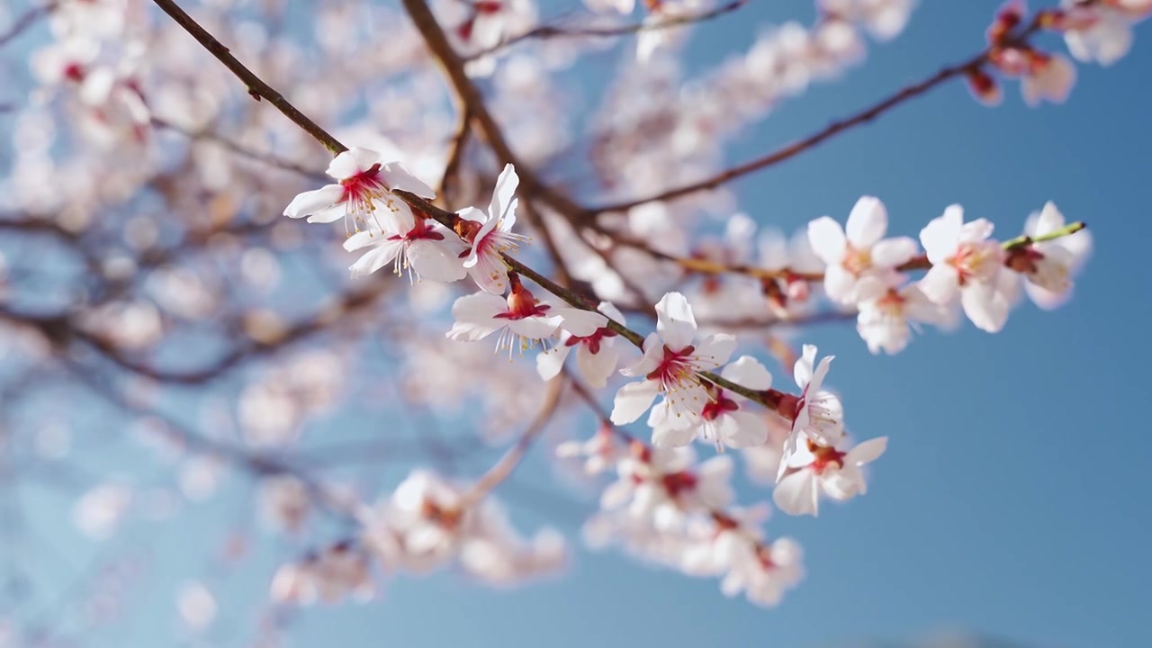 春天阳光下盛开的桃花视频素材