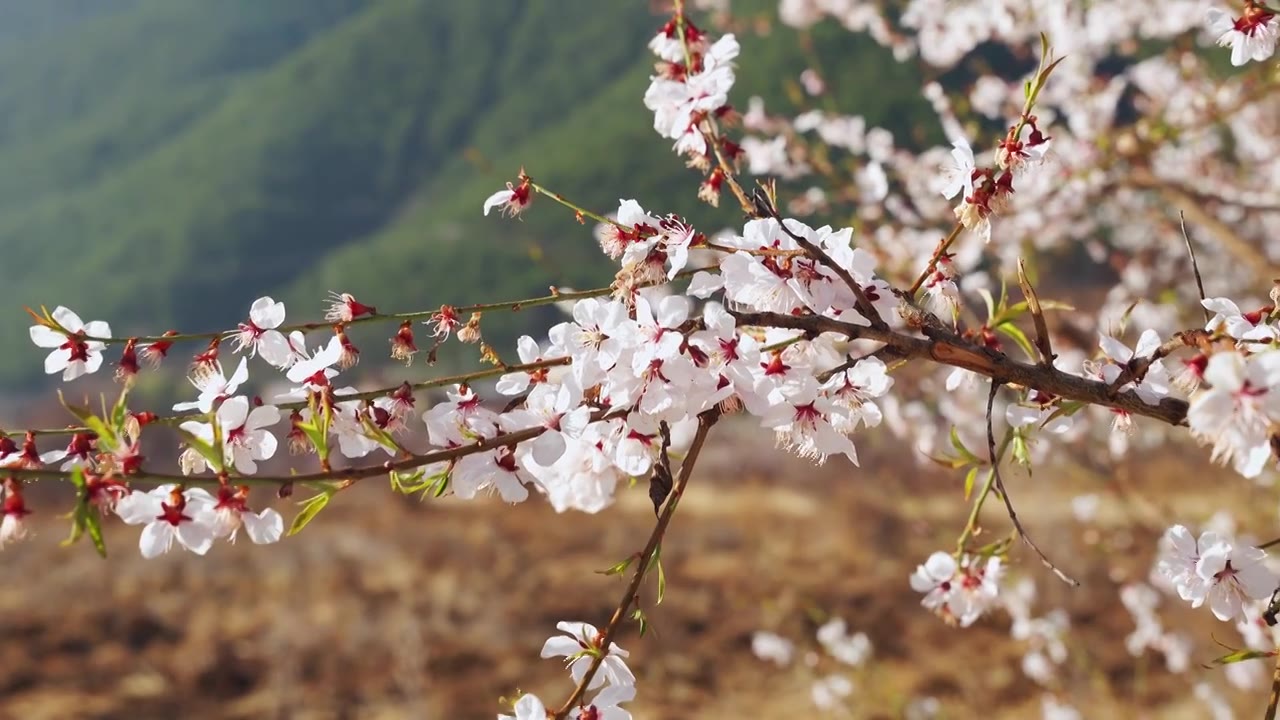 春天阳光下盛开的桃花视频素材