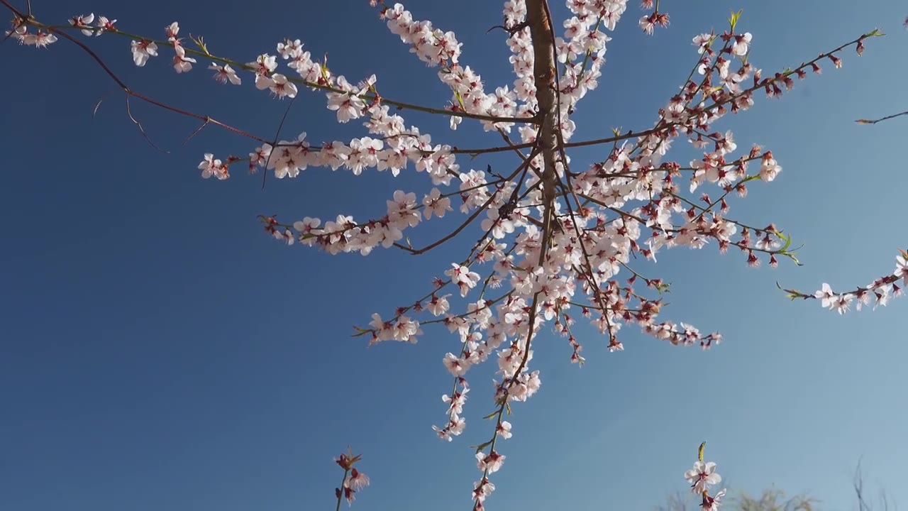 春天阳光下盛开的桃花视频素材