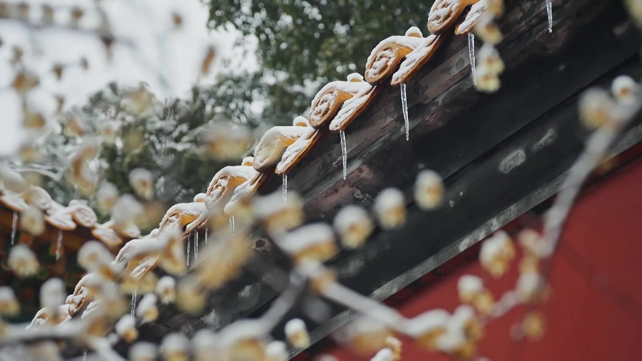 雪后的南京明孝陵红墙下腊梅盛开视频下载