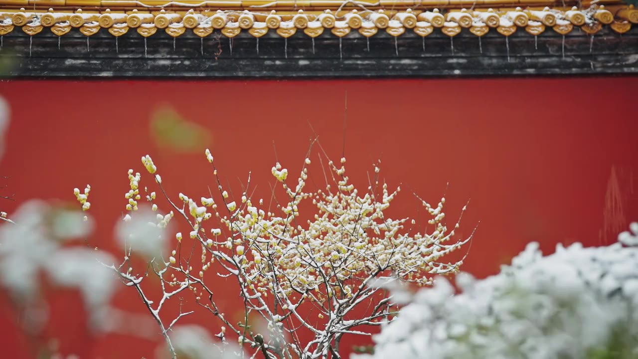 雪后红墙下腊梅盛开古色古香视频素材