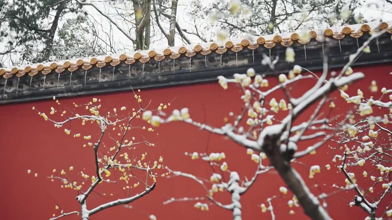 雪后的南京明孝陵红墙下腊梅盛开视频素材