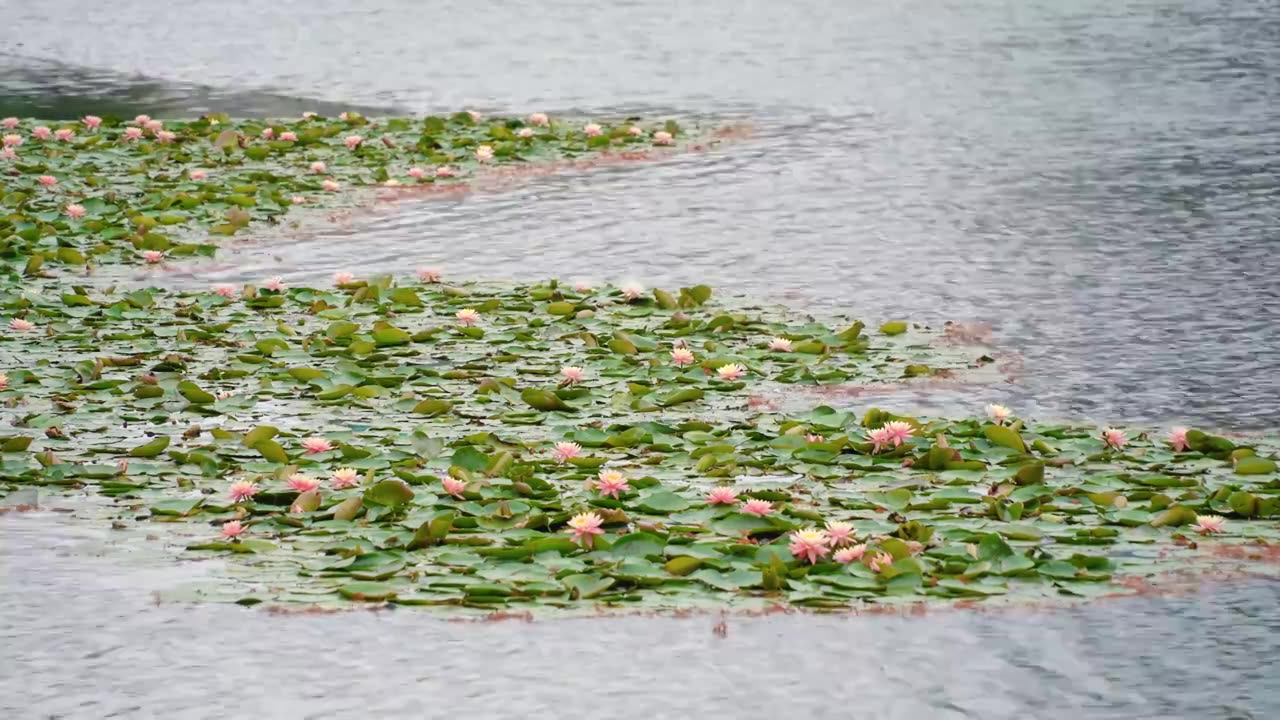 荷花池视频素材