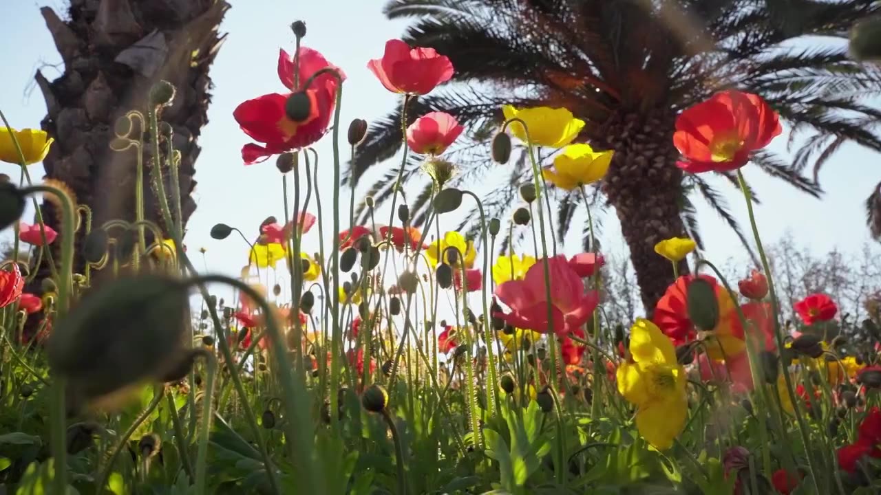 春天盛开的虞美人花朵视频素材