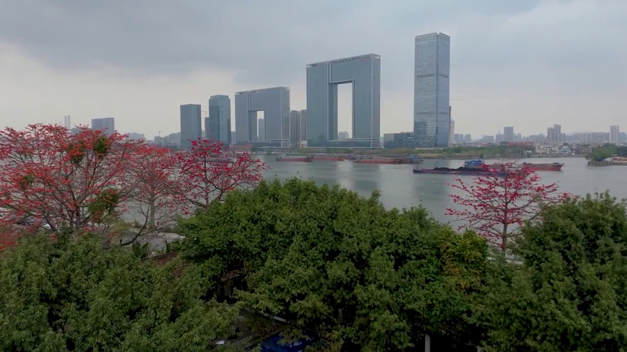 花城的春天，红棉绽放的季节，广州之窗，洛溪大桥，海珠区，番禺区，珠江畔自然与城市景观视频下载