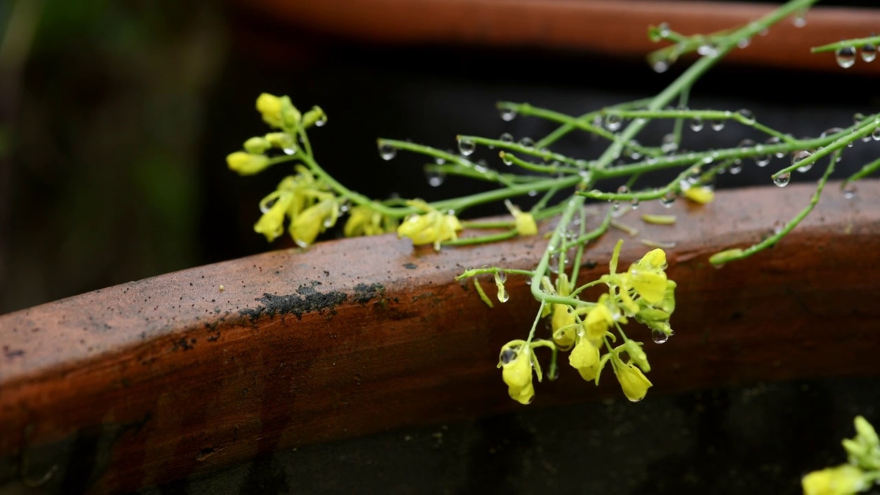 雨天油菜花视频素材