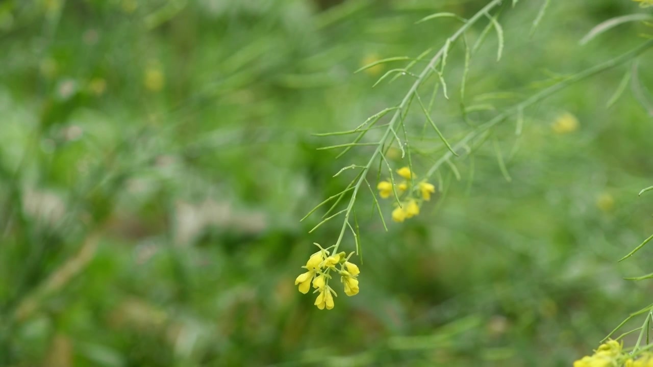 春天雨水季节油菜花籽湿润清新视频素材