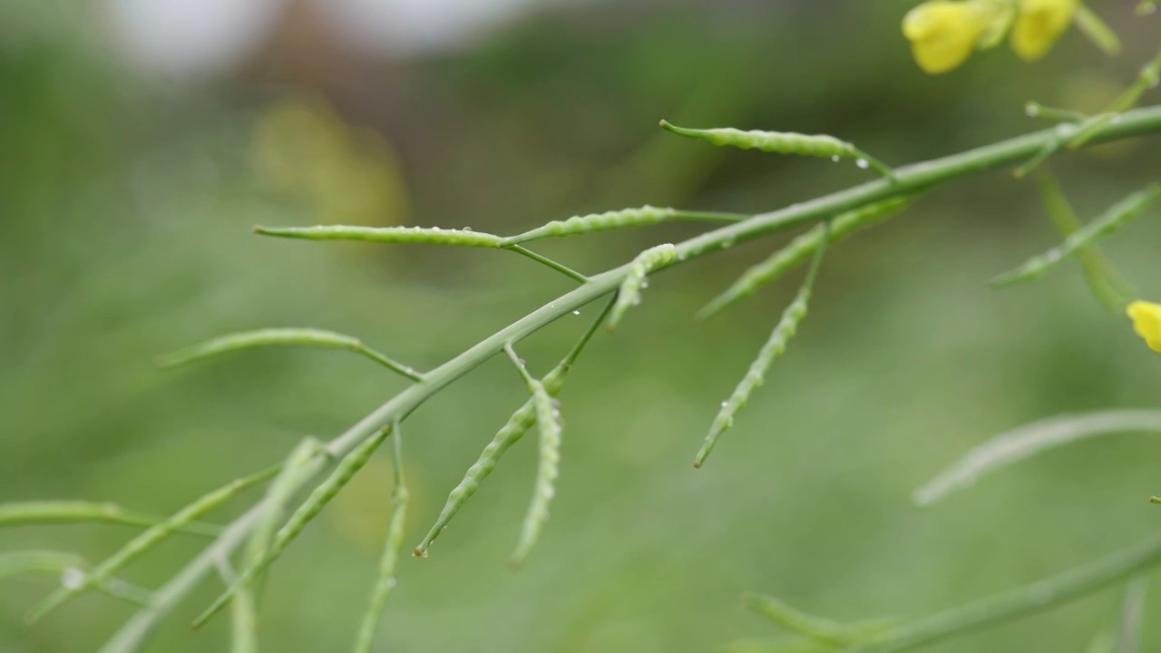 春天雨水季节油菜花籽湿润清新视频素材