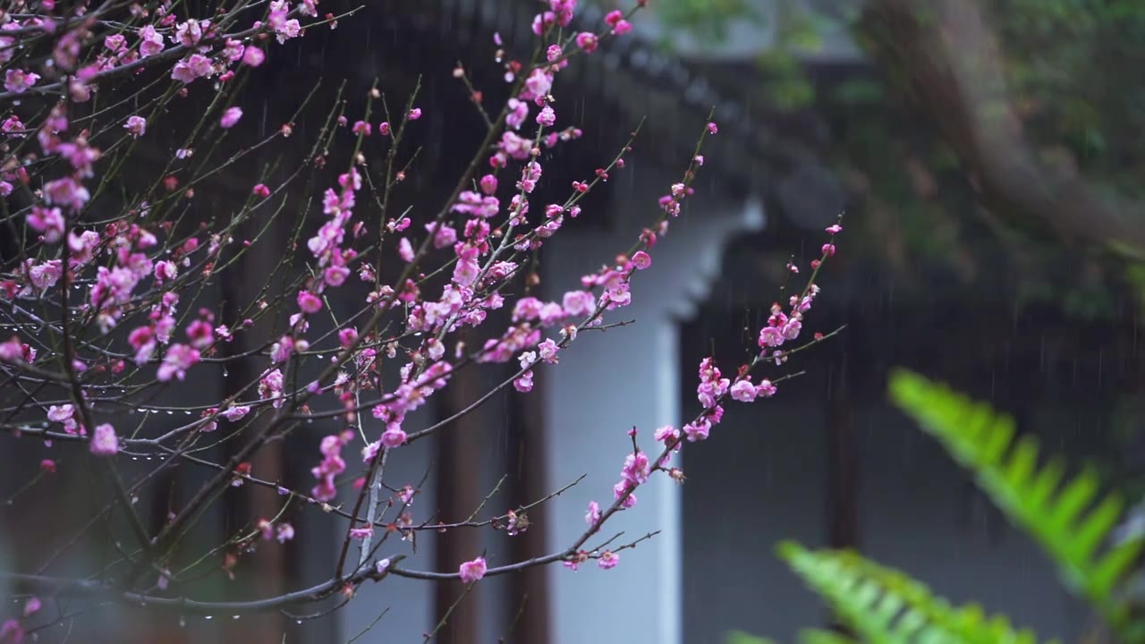 古典园林杭州西湖郭庄雨天梅花自然建筑风景视频下载