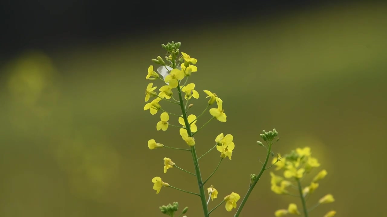 春天蝴蝶在油菜花上授粉视频素材