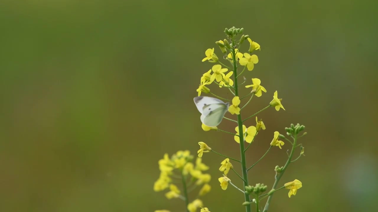 春天蝴蝶在油菜花上授粉视频素材