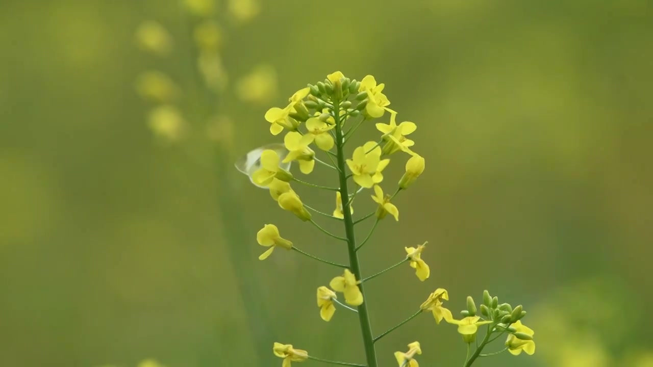 春天蝴蝶在油菜花上授粉视频素材