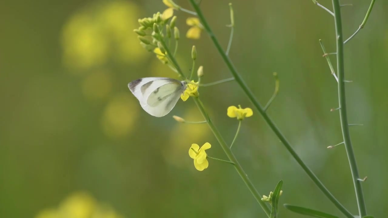 春天蝴蝶在油菜花上授粉视频素材