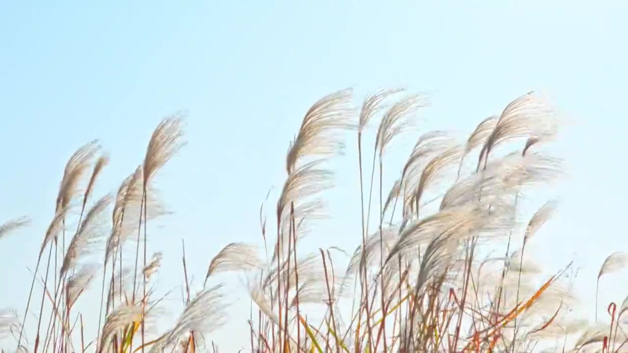 芦苇荡空镜可升格视频素材