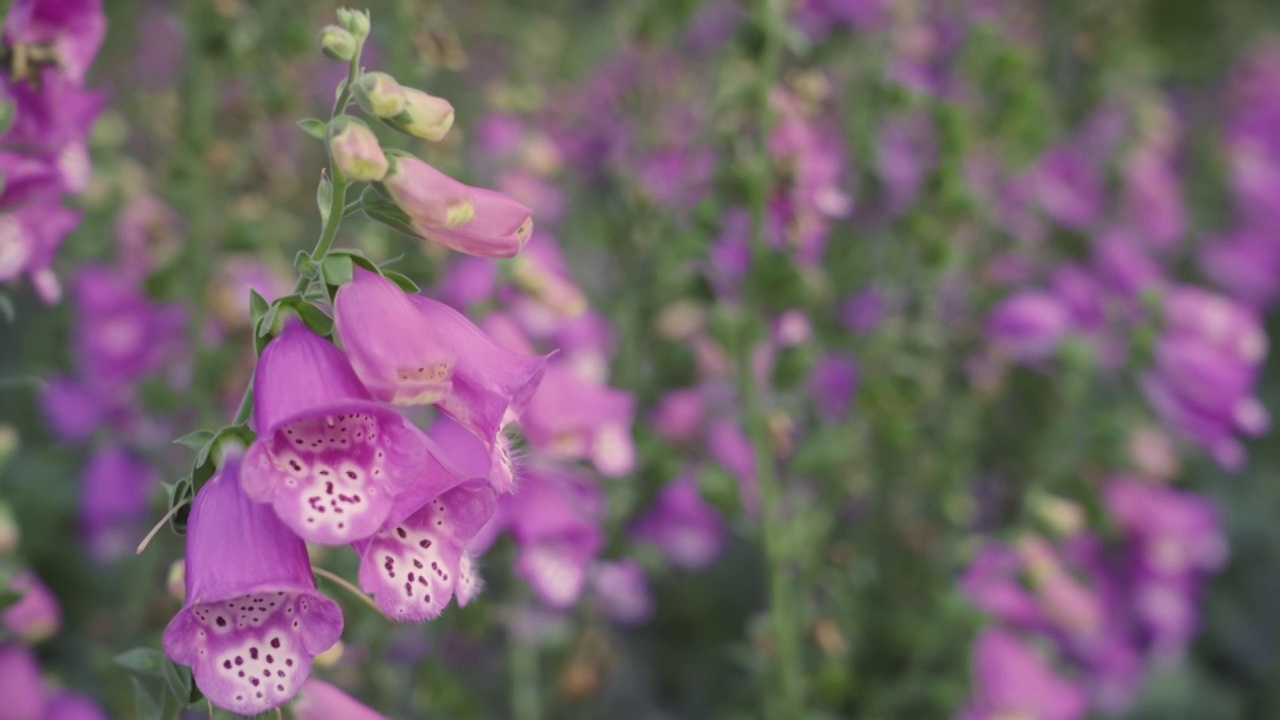 春季花簇毛地黄水平视角特写视频素材