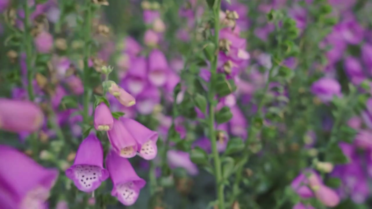 春季花簇毛地黄水平视角特写视频素材