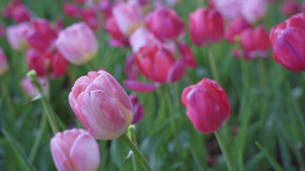 春季郁金香花田水平视角视频素材