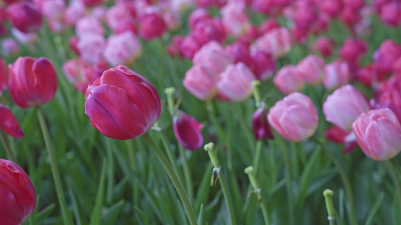 春季郁金香花田水平视角视频素材