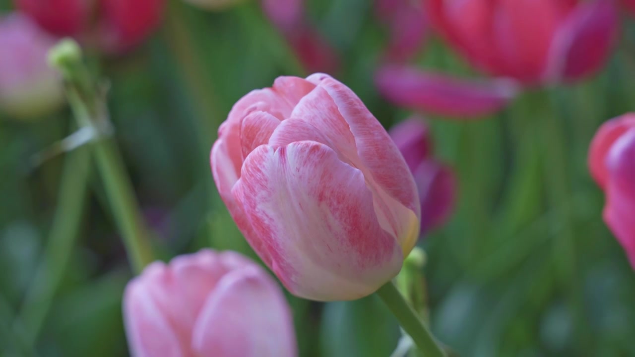 春季郁金香花田水平视角视频素材