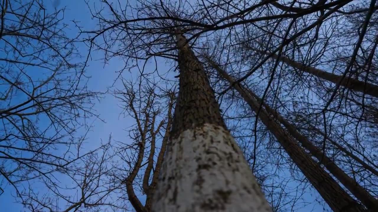 4k树林延时摄影视频素材